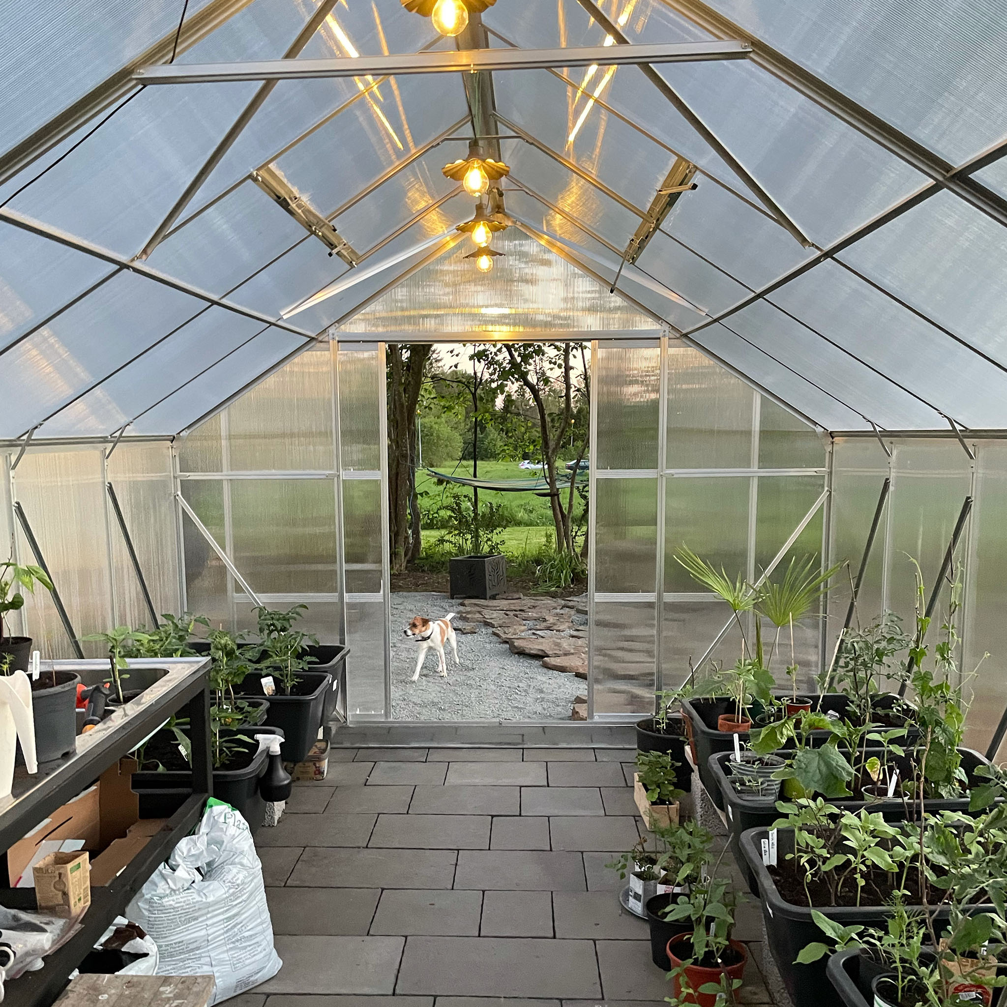 Växthus 18m² Premium | Extra hög odlingshöjd | 6mm kanalplast Växthus 18m² Premium | Extra hög odlingshöjd | 6mm kanalplast