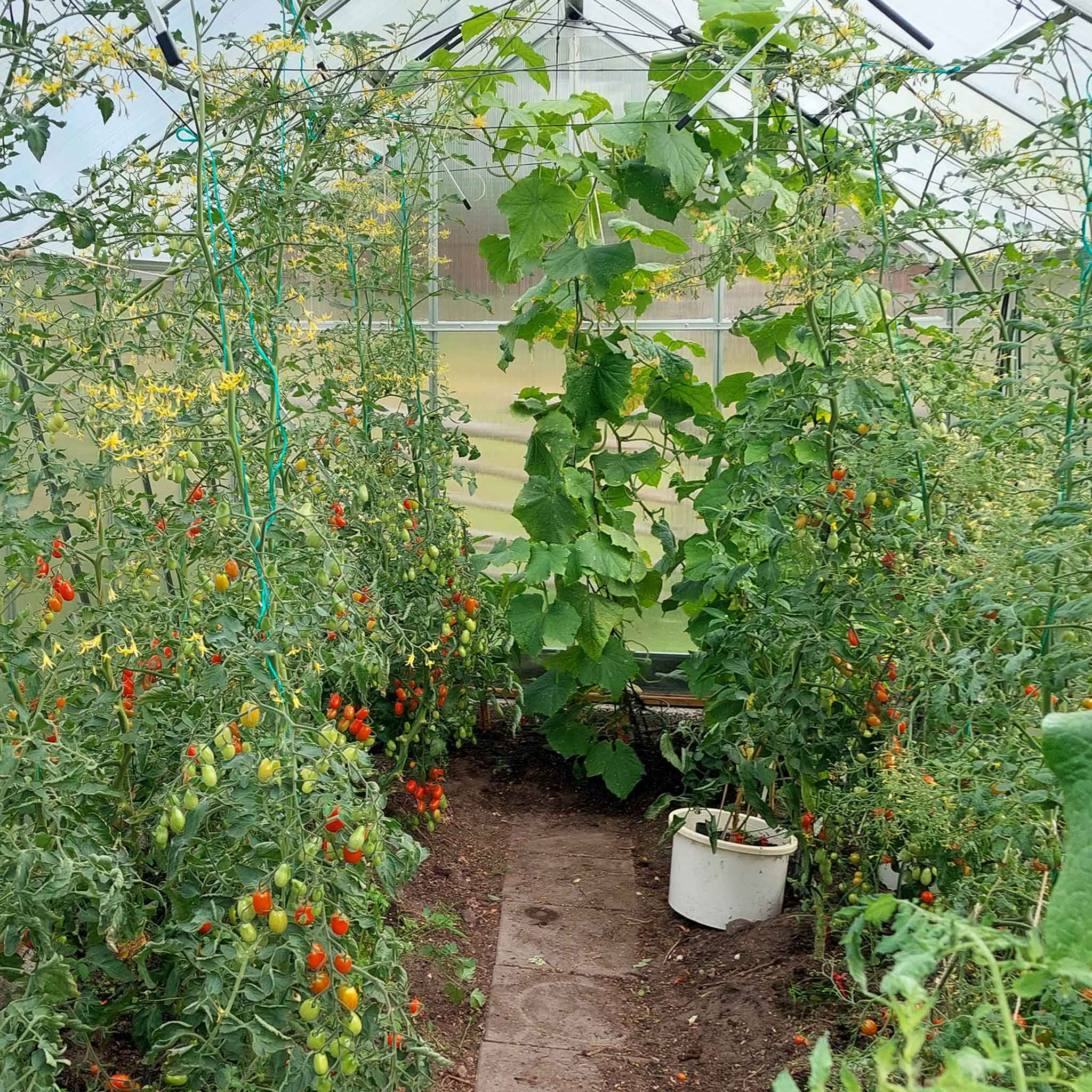 Växthus 12,4m² | Hög odlingshöjd | 6mm kanalplast Växthus 12,4m² | Hög odlingshöjd | 6mm kanalplast