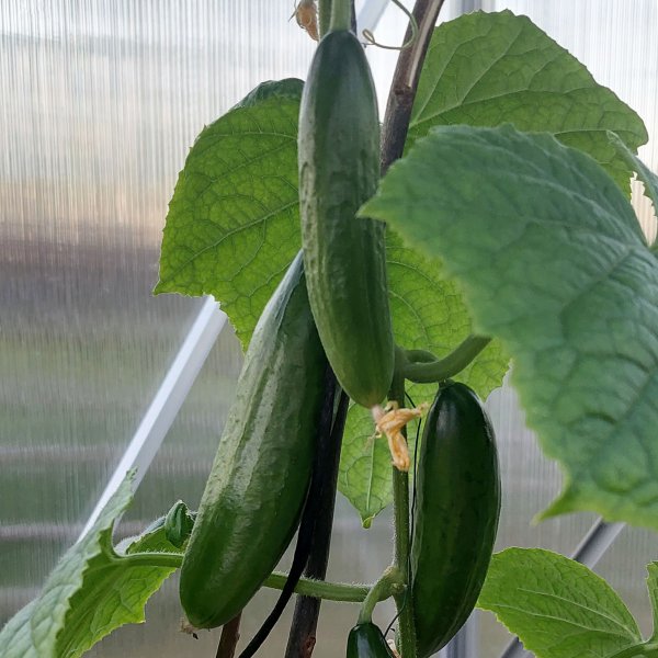 Vxthus 12,4m | Hg odlingshjd | 6mm kanalplast