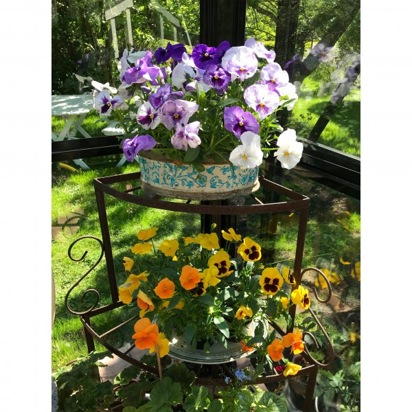 Växthus 8,7 m² | 5 års stormgaranti | Kvadratiskt premiumväxthus | Gazebo Växthus 8,7 m² | 5 års stormgaranti | Kvadratiskt premiumväxthus | Gazebo