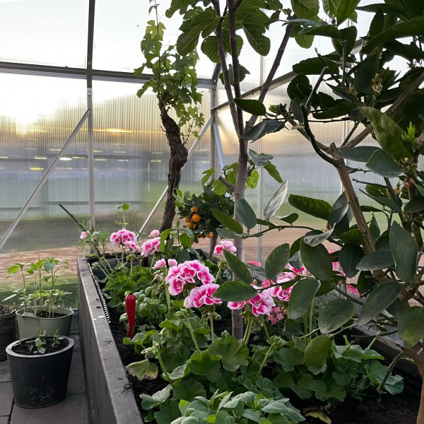 Växthus 18m² Premium | Extra hög odlingshöjd | 6mm kanalplast Växthus 18m² Premium | Extra hög odlingshöjd | 6mm kanalplast