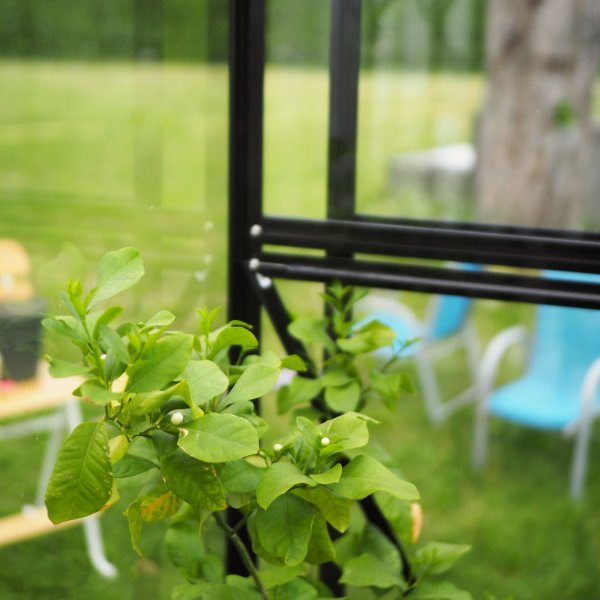 Växthus 8,0m² | 4mm säkerhetsglas | 5 års stormgaranti Växthus 8,0m² | 4mm säkerhetsglas | 5 års stormgaranti