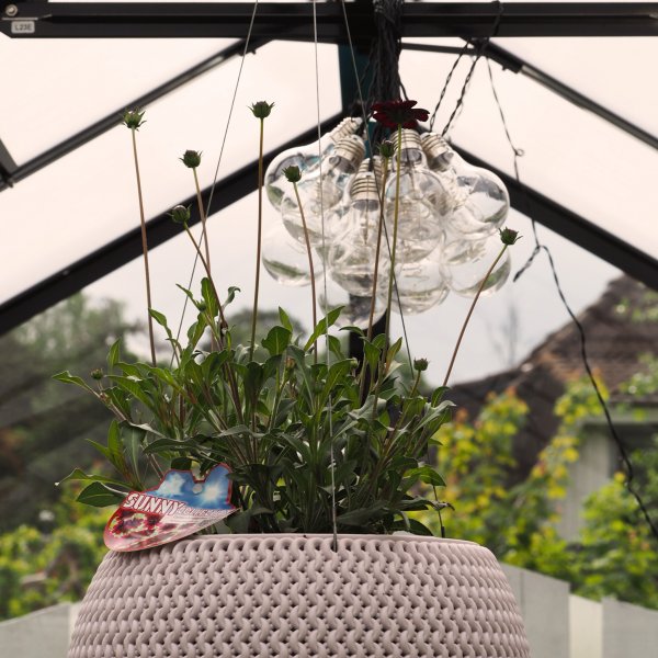 Växthus 8,0m² | 4mm säkerhetsglas | 5 års stormgaranti Växthus 8,0m² | 4mm säkerhetsglas | 5 års stormgaranti