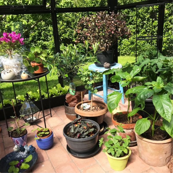 Gazebo 17,6m² | Stort premiumväxthus| Stormgaranti | 4 mm säkerhetsglas Gazebo 17,6m² | Stort premiumväxthus| Stormgaranti | 4 mm säkerhetsglas