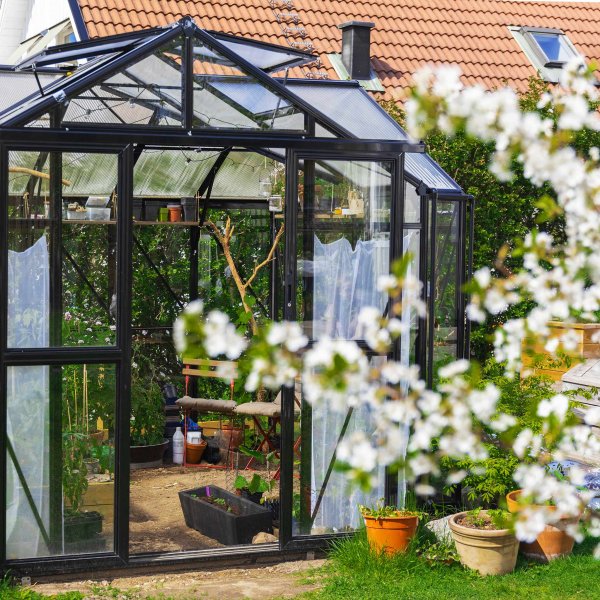 T-format glasväxthus 11,2m² | 4mm säkerhetsglas | 5 års stormgaranti T-format glasväxthus 11,2m² | 4mm säkerhetsglas | 5 års stormgaranti
