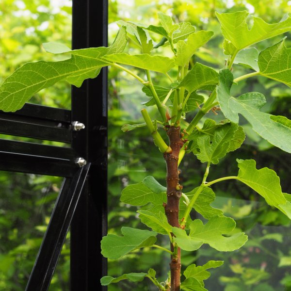 Växthus 8,0m² | 4mm säkerhetsglas | 5 års stormgaranti Växthus 8,0m² | 4mm säkerhetsglas | 5 års stormgaranti