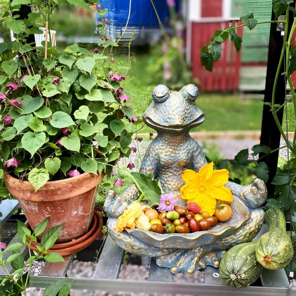 Växthus 12,7m² | 5 års stormgaranti | 4mm säkerhetsglas Växthus 12,7m² | 5 års stormgaranti | 4mm säkerhetsglas
